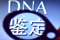 上海个人DNA亲子鉴定需要怎么办理，上海隐私亲子鉴定办理的条件