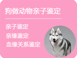 上海狗做动物亲子鉴定