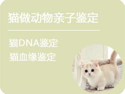上海猫做动物亲子鉴定