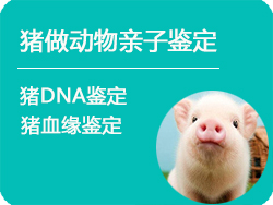 上海猪做动物亲子鉴定